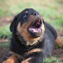 Labrador Retriever and Rottweiler Puppies from Merakxel