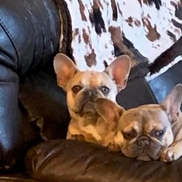 French Bulldogs from Firehouse Bulldogs