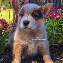 (Green) Red Male - Red speckled male Australian Cattle Dog puppy in Burleson, Texas from Bluebonnet Heelers