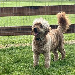 Ava - Goldendoodle