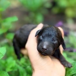 Loch - Sable male Goldendoodle puppy in Pollock Pines, California from Penny Lane’s Doodles