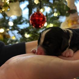 Aspen - Tri-color female Bernedoodle puppy in Carlotta, California from Lost Coast Bernese Mountain Dogs