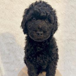 Valentino - Black male Goldendoodle puppy in Holly Springs, Georgia from Libby Lou’s Goldendoodles