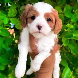 Daisy - Blenheim female Cavapoo puppy in Salt Lake City, Utah from SunnySide Mini Doodles