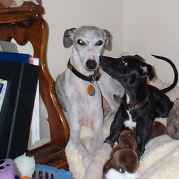 Whippet All Grown Up from Nota Bene Whippets