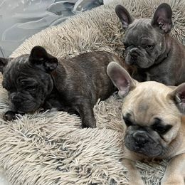 French Bulldogs from Kyanite Frenchies