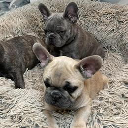 French Bulldogs from Kyanite Frenchies