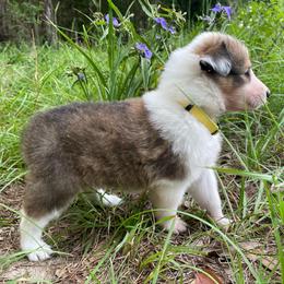 Ultima - Sable and white female Collie puppy in Bamberg, South Carolina from Shakhor Ohr Collies and Pomeranians