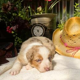 Bridle - Red merle female Australian Shepherd puppy in Boise, Idaho from Black Canyon Corral Aussies