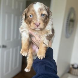 Frosty - Red merle male Australian Shepherd puppy in Tyner, Kentucky from Lil’ Town Aussies
