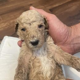 Summit - Apricot male Poodle puppy in Calimesa, California from Coriander Pups