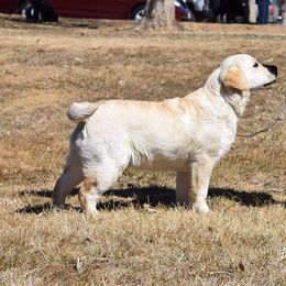 Labrador Retriever Puppies from Remington Labradors