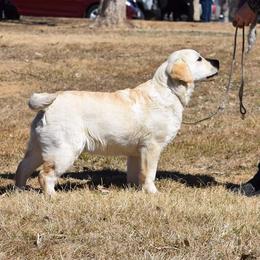 Labrador Retriever Puppies from Remington Labradors