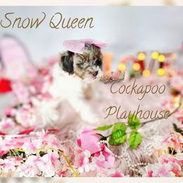 Snow  Queen - Merle female Cockapoo puppy in Demorest, Georgia from Royal Cockapoo Playhouse