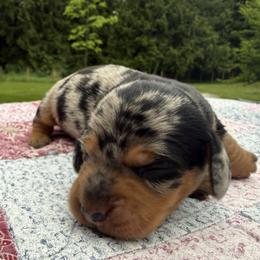 Girl 2 - female Dachshund puppy in Kingston, Washington from Little Doxie Farm