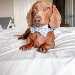 Blue - Dachshund