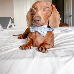 Blue - Dachshund