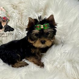 AKC Treasure 4300 - Blue and gold female Yorkshire Terrier puppy in Bloomingdale, Georgia from Harrington Yorkies