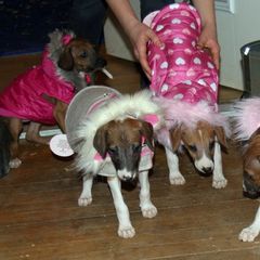 "Fashion Show!" Azawakh Puppies from Kel Simoon Azawakh