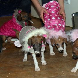 "Fashion Show!" Azawakh Puppies from Kel Simoon Azawakh