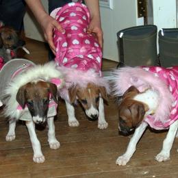 "Fashion Show!" Azawakh Puppies from Kel Simoon Azawakh