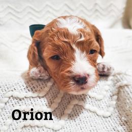 Orion - Apricot male Poodle puppy in Waco, Texas from Good Shepherd Homestead
