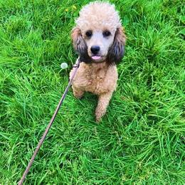 Remy - Poodle