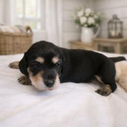 Black and Tan Male - Limited AKC - Black and tan male Dachshund puppy in Nashville, Tennessee from Farmhouse Sausages - Located in TN delivers all over US including California