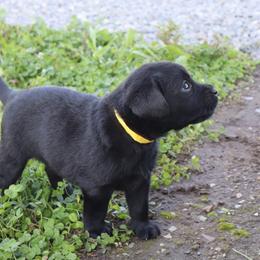 Molasses - Black female Labrador Retriever puppy in Camden, Indiana from Camden's Caring Canines
