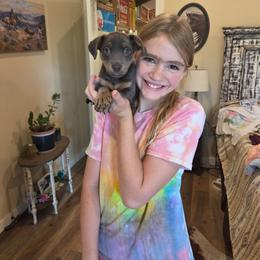 Mr. Potato - Blue male American Hunt Terrier puppy in Cave City, Arkansas from Bayou Valley Shepherds and American Hunt Terriers