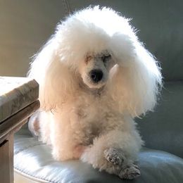 Poodles from Joie De Vive Toy Poodles