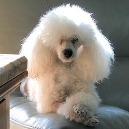 Poodles from Joie De Vive Toy Poodles