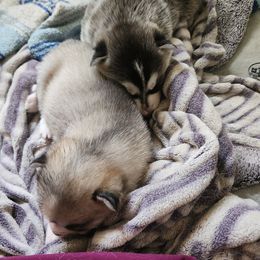 Siberian Husky Puppies from Spirit of the Moon Siberians