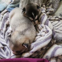 Siberian Husky Puppies from Spirit of the Moon Siberians