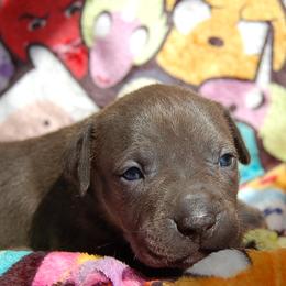 Grey collar girl - Blue female American Bully puppy in Sandy Hook, Connecticut from Fia Bullies
