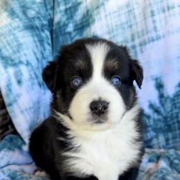 Misty - Black tri-color female Australian Shepherd puppy in Oxford, Florida from SoCo Aussies