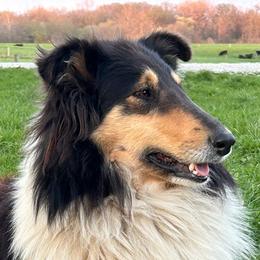 Daisy - Collie