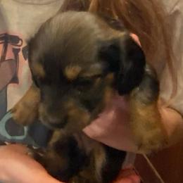 MIRA - Black and tan female Dachshund puppy in Elizabethtown, Kentucky from Teeny Tiny Puppy Tails