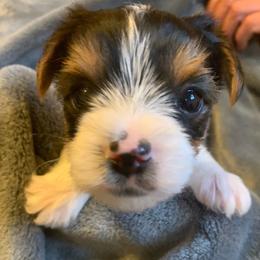 Parti Girl 1 - Parti female Yorkshire Terrier puppy in Willow Grove, Pennsylvania from Willow Grove Yorkie