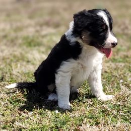 Border Collie Puppies from Bond Border Collies