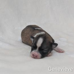 Genevieve - Chocolate female Havanese puppy in Vancouver, Washington from AKC Havanese and Bernese
