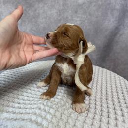 Boy 7 Pick- Med. Goldendoodle - Red  male Goldendoodle puppy in Piedmont, South Carolina from The Farm at Saluda Ridge