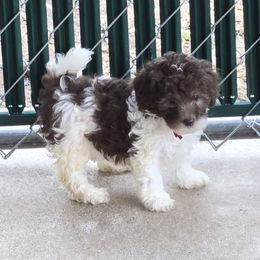 Mercedes - Parti female Poodle puppy in Covington, Virginia from A  Gift from above kennel,  LLC