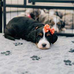 Rowan - Tri-color female Bernedoodle puppy in Murray, Utah from Sun Valley Doodles