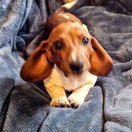 Dachshund puppies from Wildwood Champion Miniature Dachshunds