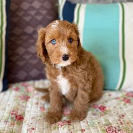 Gingey - Red male Bernedoodle puppy in Mapleton, Utah from Natural Doodle Life