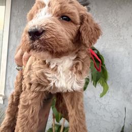 Red collar male - male Golden Mountain Doodle puppy in Jurupa Valley, California from gucci_bentleys_goldendoodles