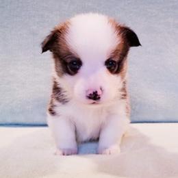 American Corgi and Pembroke Welsh Corgi Puppies from Whimsical Treasure Corgis