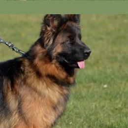 Appa - German Shepherd