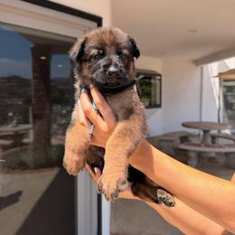 Aqua - Black and tan female German Shepherd puppy in Anaheim, California from Hanan Hanna